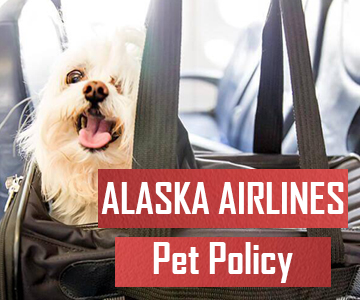 Major Things About Alaska Airlines Pet Policy